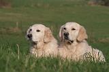 GOLDEN RETRIEVER 998